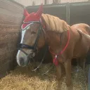 antoinettesuntiger