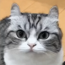 avatar 🇹 🇴 🇷 🇦 🇲 🇪