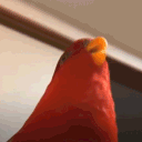 alderonmatt