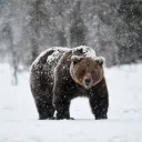 iamfrostybear avatar