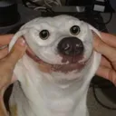 randomrofi