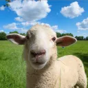 raphisananimal