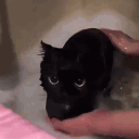 avatar llavi ༊*·˚