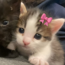 avatar '*•.¸♡ Adélka ♡¸.•*'