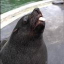 lachtan_cz86536 member profile picture