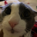 avatar 𝓕𝓻𝓮𝓪𝓴 of All Cosmos