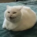 zyrval