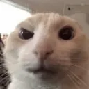 gibbywo5