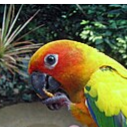 thesunoftheconure