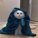 pristinesteve