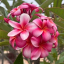 avatar les ≽^• ˕ • ྀི≼