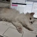 sxturndev