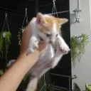 chulopapi65