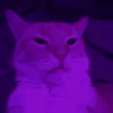 quipjack avatar