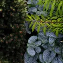 sunless_garden