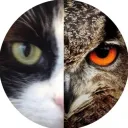 owlcat4731