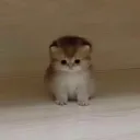ahmadfn