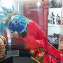 avatar tonytheparrot