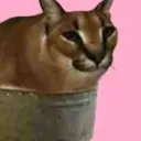 sskomacaracalss avatar