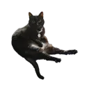 deathandtaxes avatar