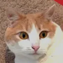 typeddiff
