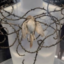 avatar 𓂃 ོ☼𓂃