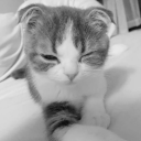 avatar 𝜗ৎ T1KO 𝜗ৎ