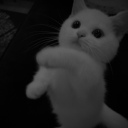 avatar 𝜗ৎ T1KO 𝜗ৎ