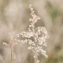 thyvine