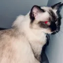 hai3333.