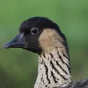 duckguy231