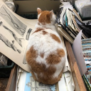 ajoy1913de368's Avatar