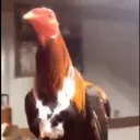 .chickenrooster