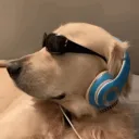 souigorxd