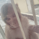 Monkey Man