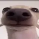 Аватар dog0629