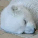 polarasterix
