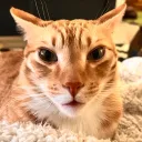 .aspiringcat