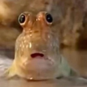 avatar kittymeowmeow