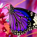butterfly03514