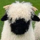 avatar ×  KuruCore ×