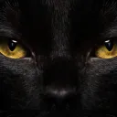 iiring_black