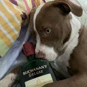 japalovin