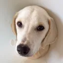 moopaoez