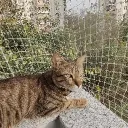 jojocatto96