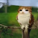 bellcoolxd