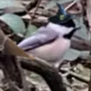 chickadee5006