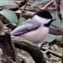 chickadee5006