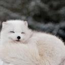 cc_logc's profile picture