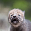 avatar Wolf69 :)